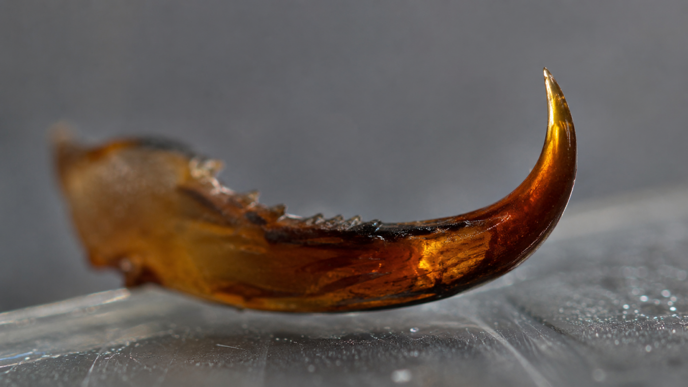 Vue macro d'une petite mâchoire de ver marin, sombre et pointue, posée sur une lame de laboratoire