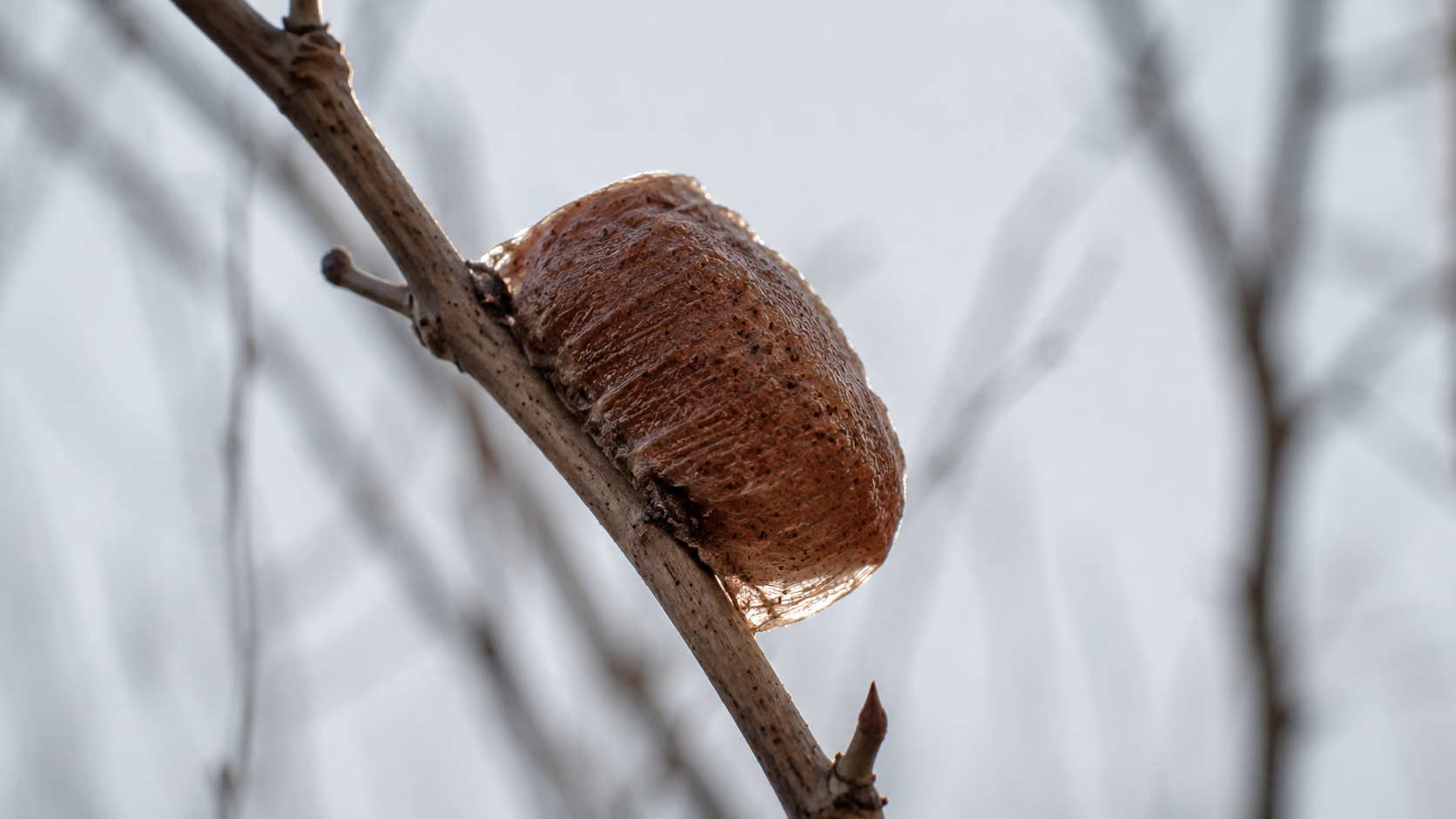 Oothèque brune et spongieuse fixée sur une brindille nue en hiver, en macro