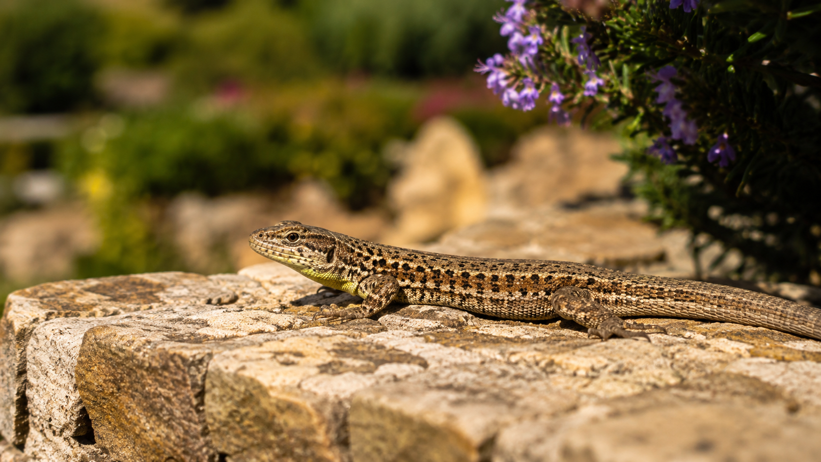 Lézard des murailles au soleil sur un muret de pierre dans un jardin méditerranéen