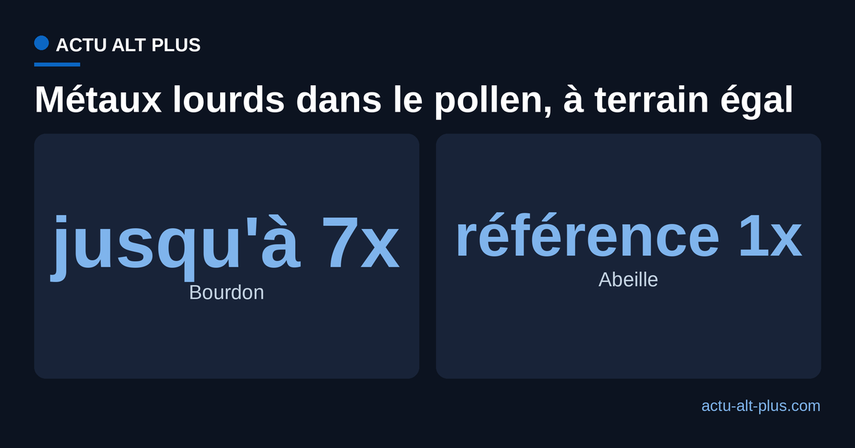 Comparaison Actu Alt Plus : à terrain égal, le pollen du bourdon contient jusqu'à sept fois plus de métaux lourds que celui de l'abeille.