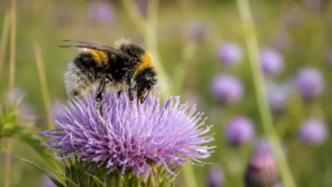 Sur le même champ, le bourdon avale jusqu’à 7 fois plus de métaux toxiques que l’abeille