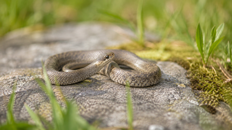 Jeune serpent générique lové sur une pierre plate au soleil dans une prairie