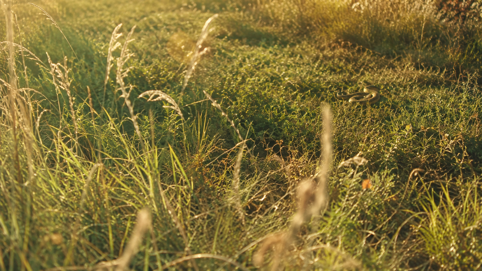 Hautes herbes d'été avec un petit serpent lové au loin