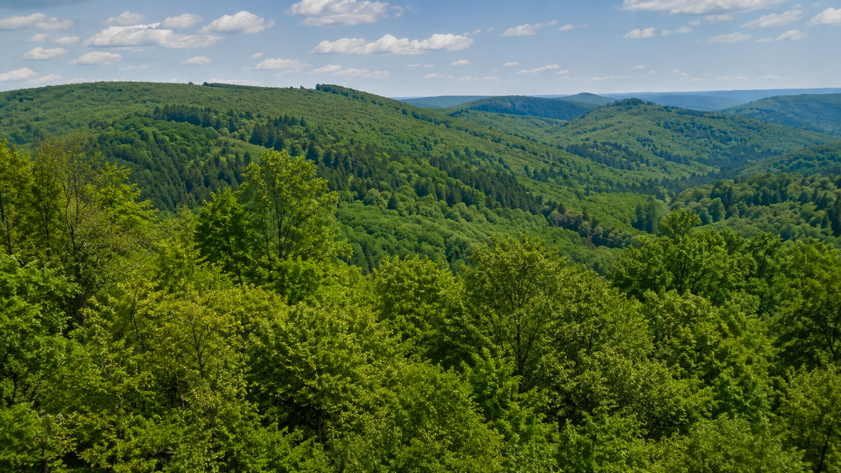 Large foret de feuillus francaise en ete, canopee etagee vers des collines