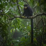 Un petit singe de type colobe, presque noir, perché haut dans une canopée de forêt tropicale brumeuse.