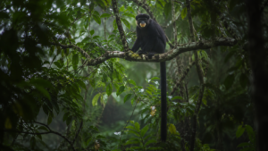 Une nouvelle espèce de singe décrite au cœur du Congo: la cinquième en 75 ans