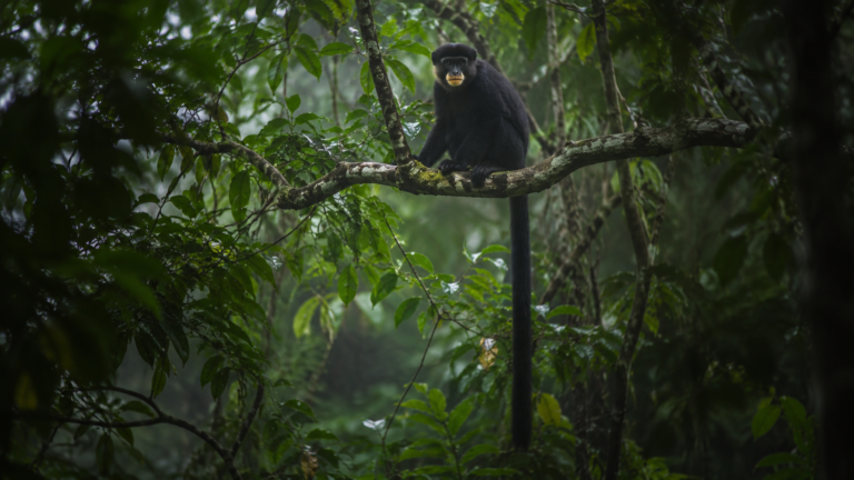 Un petit singe de type colobe, presque noir, perché haut dans une canopée de forêt tropicale brumeuse.