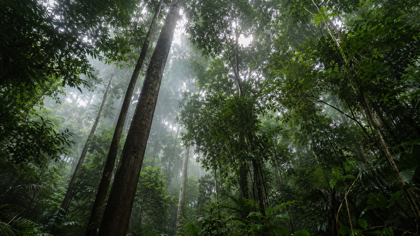 Vue en contre-plongée dans une canopée dense de forêt tropicale, avec de la brume filtrant la lumière.