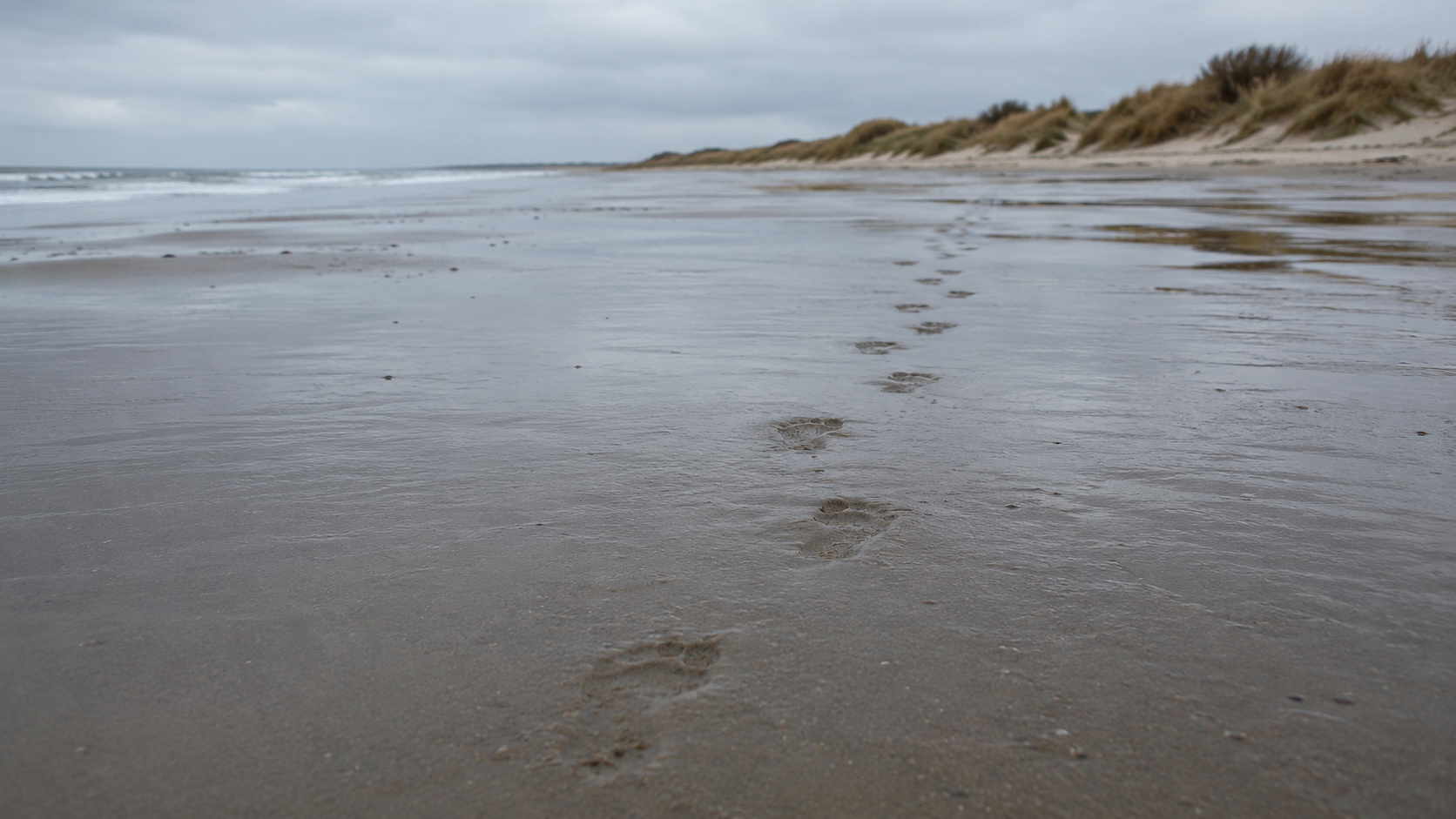 Trace de petits pas dans le sable humide menant vers des broussailles de dunes
