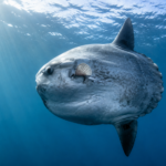 Un poisson-lune seul, corps en forme de disque, dérivant sous la surface en pleine eau bleue traversée de rais de lumière