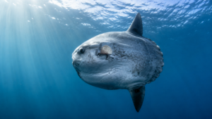 Une orque tient le poisson-lune, une autre le percute : une technique de découpe jamais décrite