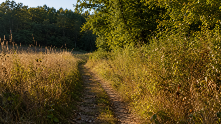 Un sentier ensoleillé traversant des herbes hautes en bordure de forêt en été