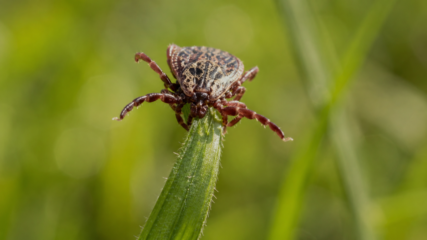 Gros plan macro d'une tique accrochée au bout d'un brin d'herbe, pattes tendues