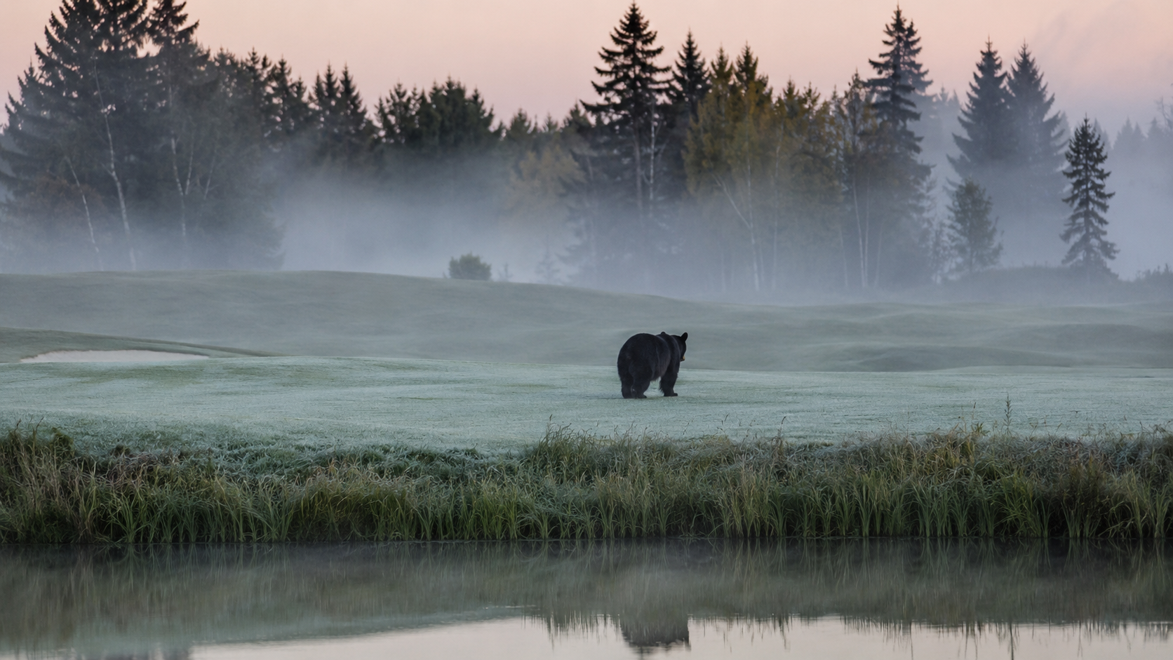 Un ours noir traversant un green de golf à l'aube, vu de loin, la brume sur l'herbe