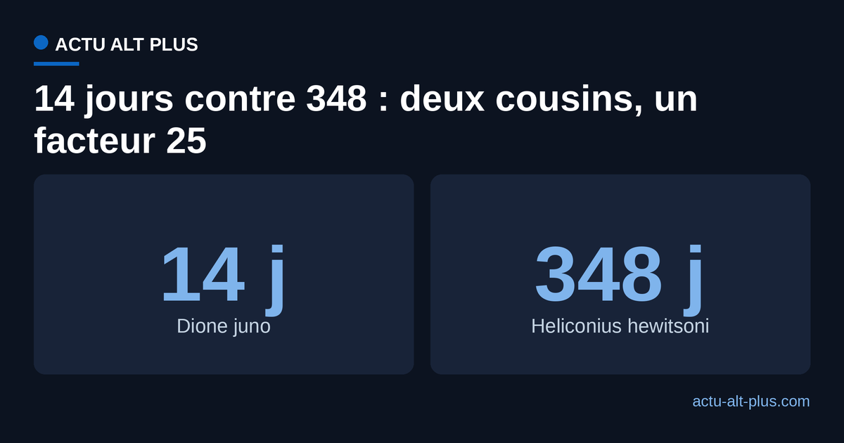 Durée de vie maximale : Dione juno 14 jours contre Heliconius hewitsoni 348 jours, un facteur 25