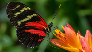 14 jours pour l&rsquo;un, 348 pour l&rsquo;autre : ce papillon vit 25 fois plus longtemps que son cousin, et le pollen n&rsquo;explique pas tout