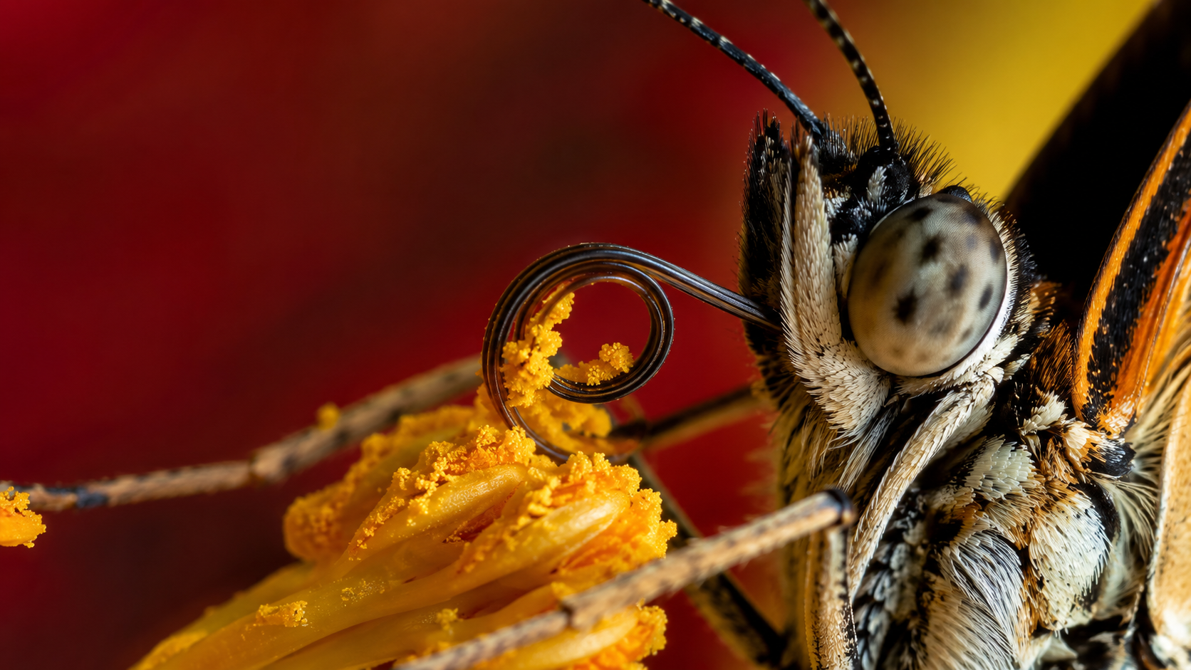Macro d'une trompe de papillon enroulée autour de grains de pollen sur une fleur