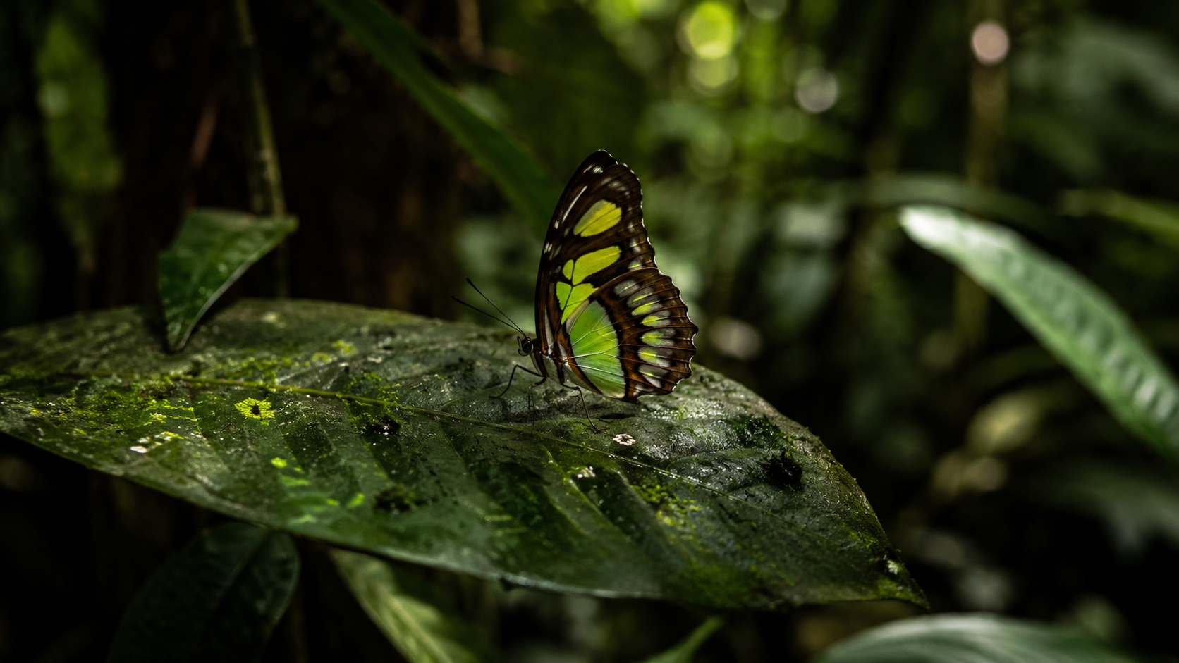 Papillon tropical posé et immobile sur une feuille moussue dans l'ombre d'un sous-bois