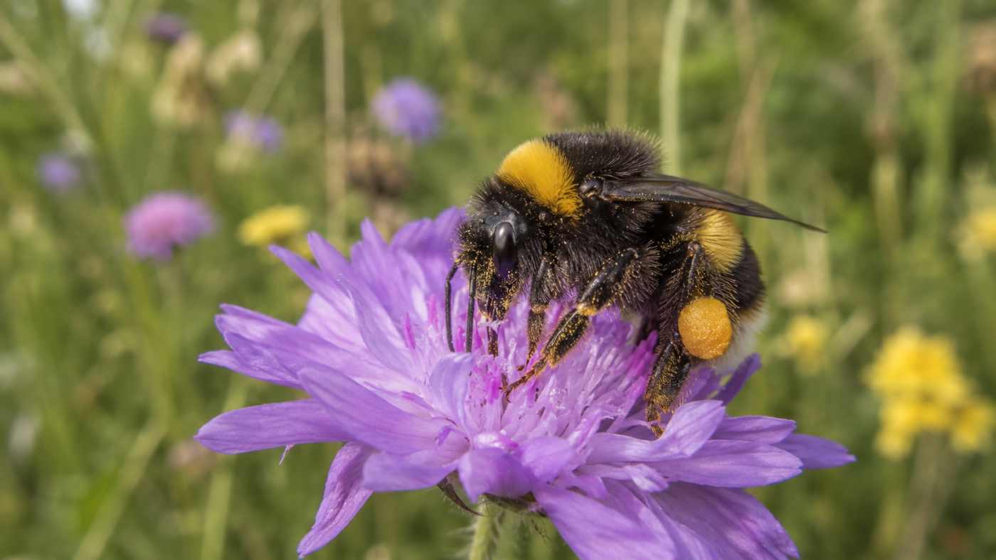 Un bourdon butine une fleur sauvage violette, du pollen sur les pattes