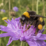 Un bourdon butine une fleur sauvage violette, du pollen sur les pattes