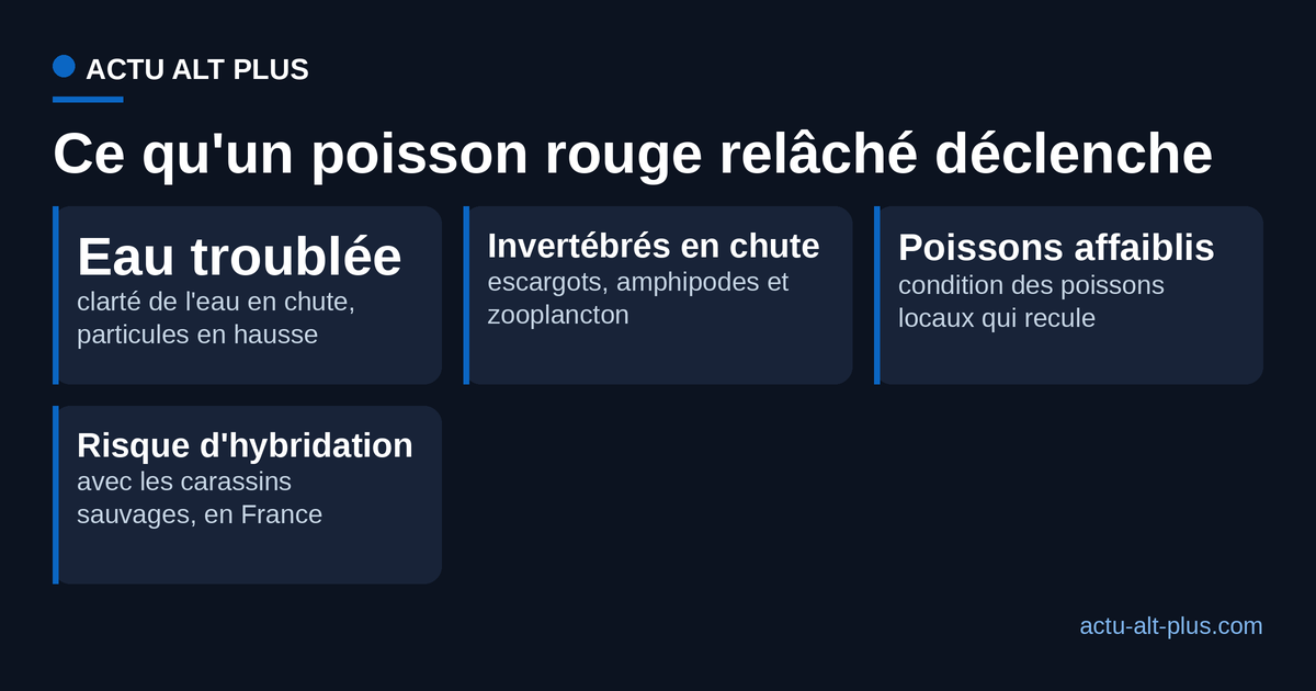 Poisson rouge relâché : eau troublée, invertébrés en chute, poissons locaux affaiblis et risque d'hybridation en France