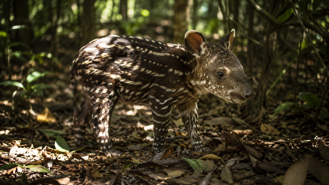 Un bébé tapir terrestre au pelage rayé et tacheté, debout sur le sol d'une forêt tropicale, sous une lumière filtrée par la canopée