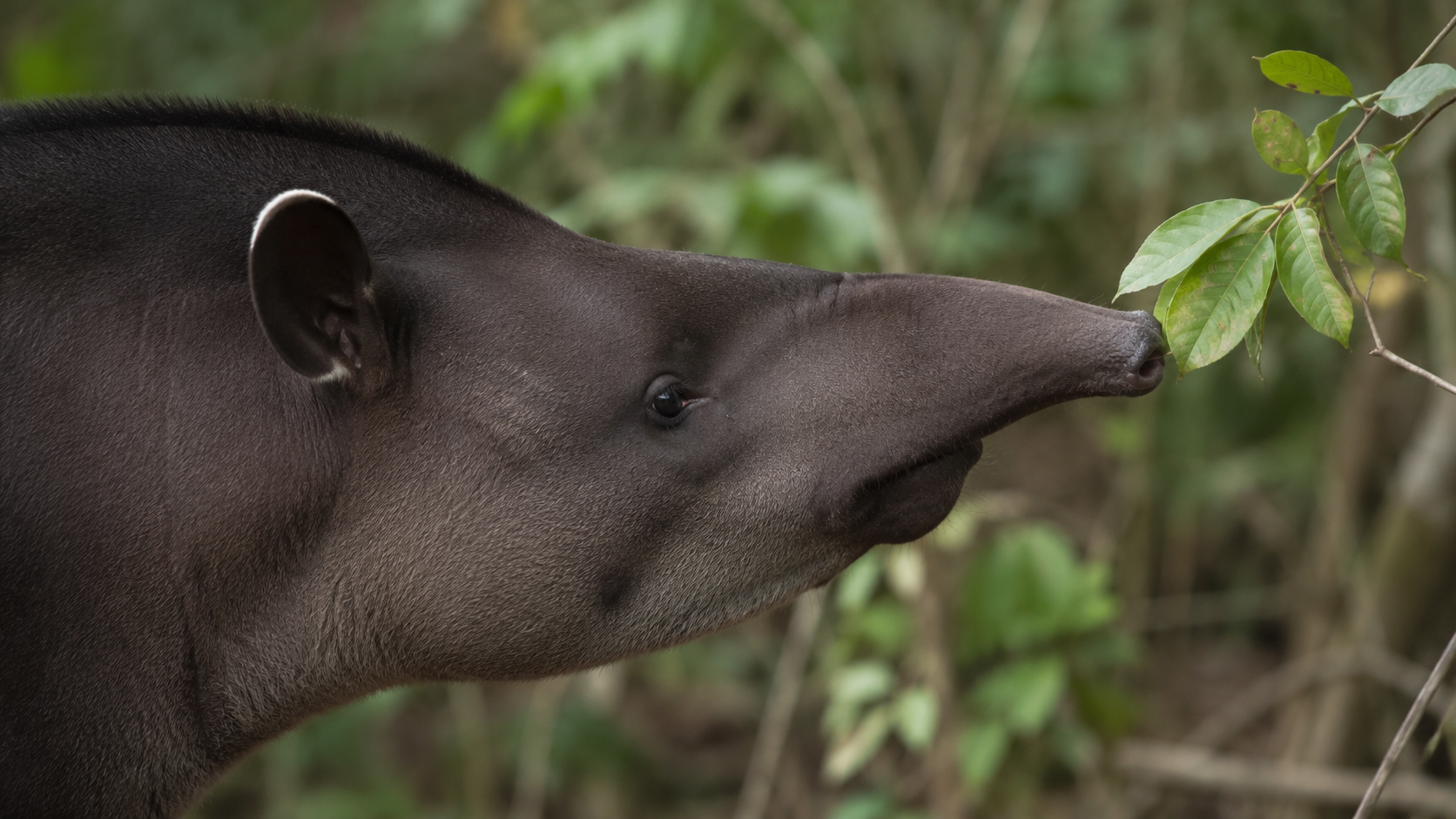 Tête d'un tapir terrestre adulte de profil, pelage gris sombre uniforme, museau prolongé par une courte trompe