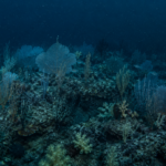 Un jardin de coraux profond sur un fond rocheux dans une lumière bleu-vert tamisée, avec quelques petits poissons de récif