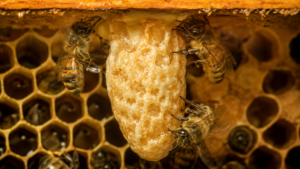 La reine des abeilles ne se fabrique pas à la gelée royale : tout se joue dans un berceau de cire sur mesure