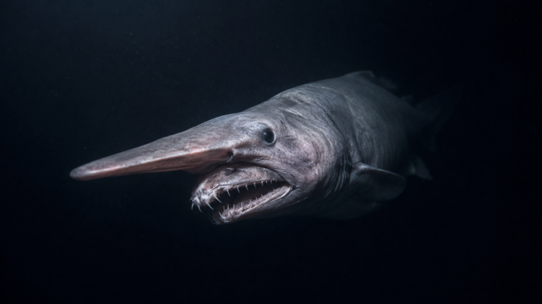 Requin lutin au long museau aplati glissant dans l'eau noire des grands fonds