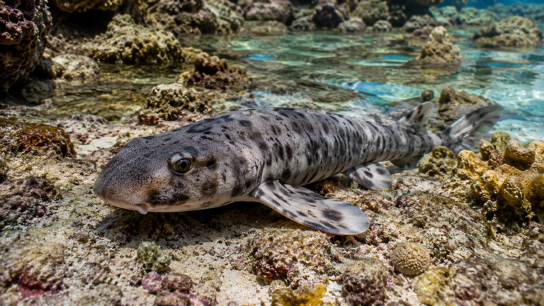 Petit requin marcheur tacheté posé sur un récif de corail peu profond à marée basse