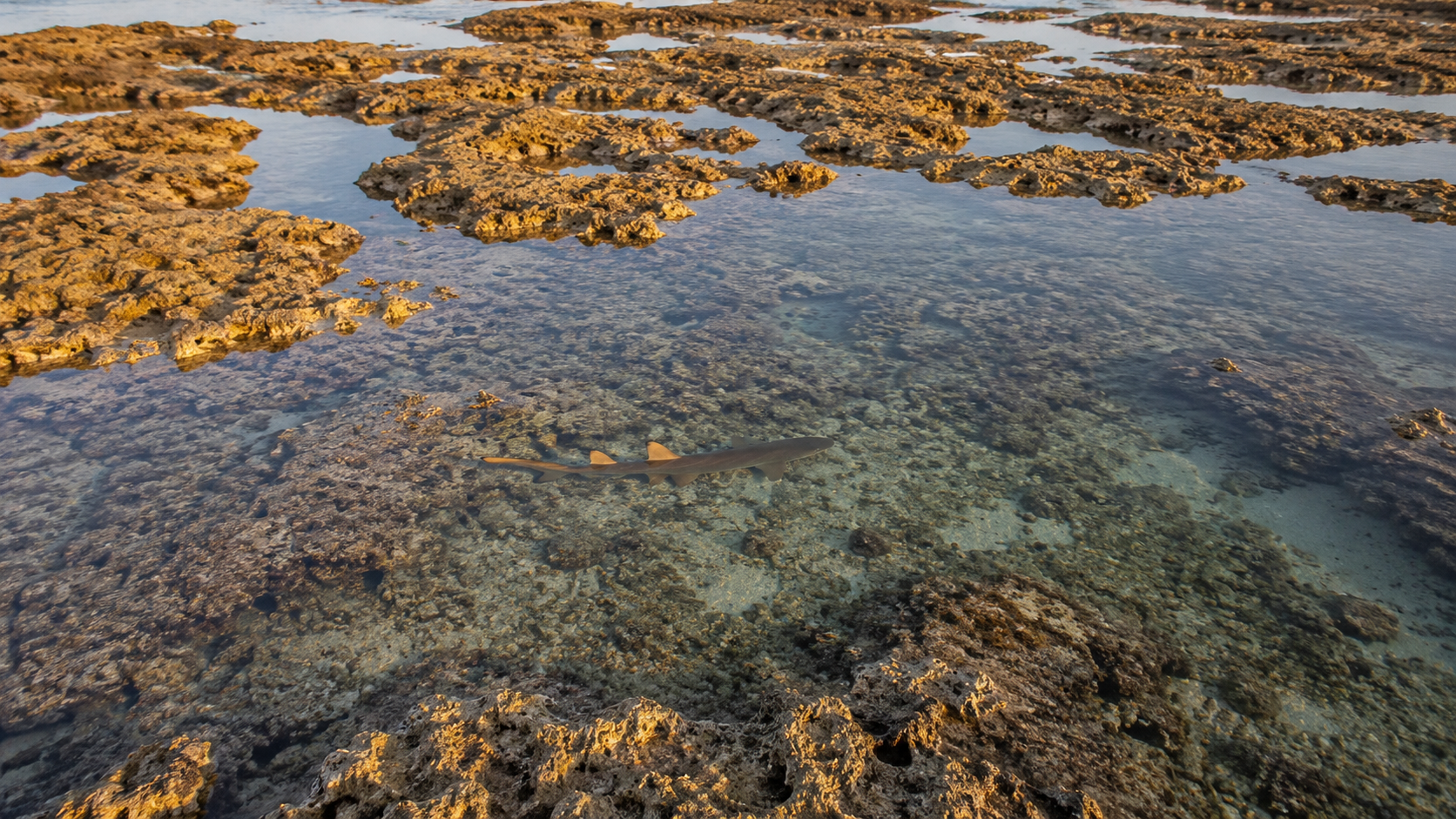Récif de corail à marée basse avec des cuvettes d'eau isolées entre les coraux
