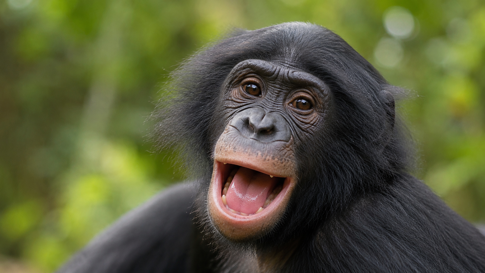 Portrait d'un bonobo au visage de jeu détendu, bouche ouverte
