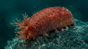 Un concombre de mer rougeâtre fixé à un rocher sombre du fond marin, sa couronne de tentacules déployée