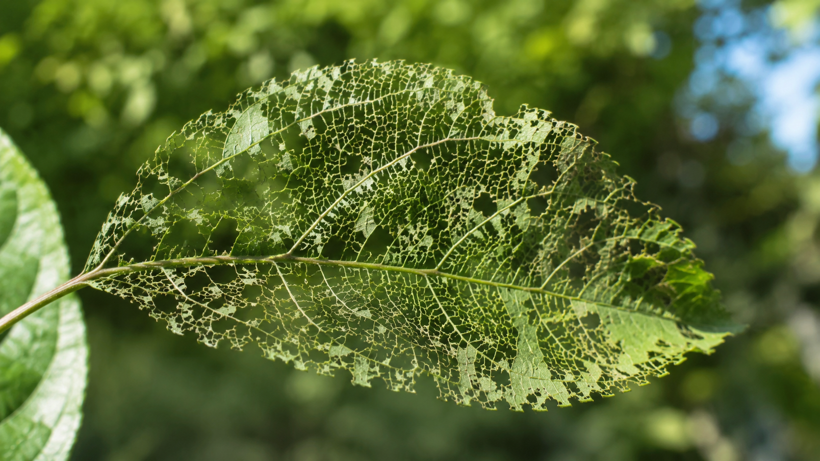 Feuille verte grignotée en dentelle, réduite à ses nervures, sans insecte visible