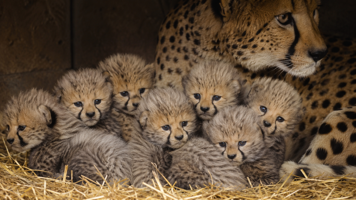 Plusieurs très jeunes guépardeaux blottis ensemble sur de la paille dans une tanière de zoo, la mère veillant en arrière-plan