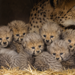 Plusieurs très jeunes guépardeaux blottis ensemble sur de la paille dans une tanière de zoo, la mère veillant en arrière-plan