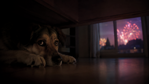 Terrorisé par les feux du 4-Juillet, un chien tombe dans un puits de 4,6 mètres et renaît sous le nom de Brisket