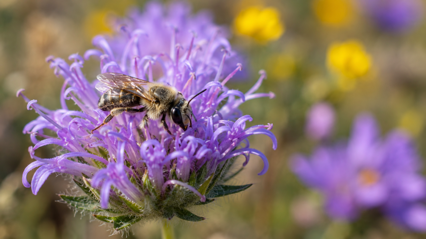 Une abeille sauvage posée sur une fleur violette dans une prairie ensoleillée