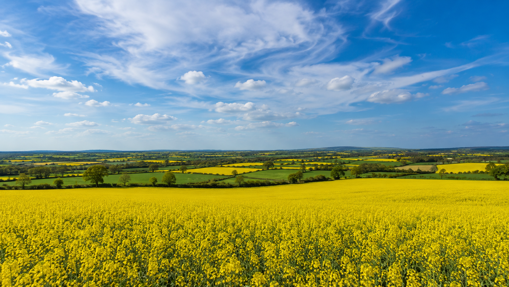 Un vaste champ de colza en fleurs sous un ciel large, avec des haies au loin
