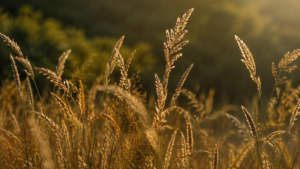 Herbe haute et sèche d'un pré français en fin d'été, épis à contre-jour dans une lumière rasante.