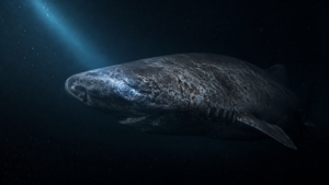 Un requin du Groenland dérive dans l’eau noire de l’Arctique, un mince faisceau de lumière bleue effleurant son œil.