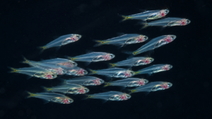 Une vingtaine de minuscules poissons translucides d’environ un centimètre nagent groupés dans une eau claire, sur fond sombre.