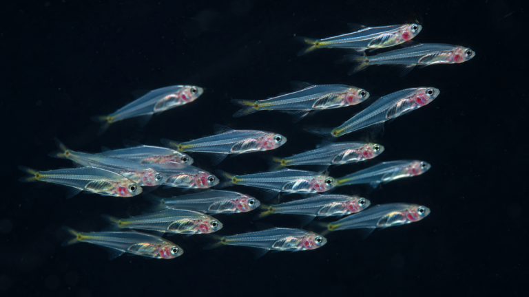 Une vingtaine de minuscules poissons translucides d’environ un centimètre nagent groupés dans une eau claire, sur fond sombre.