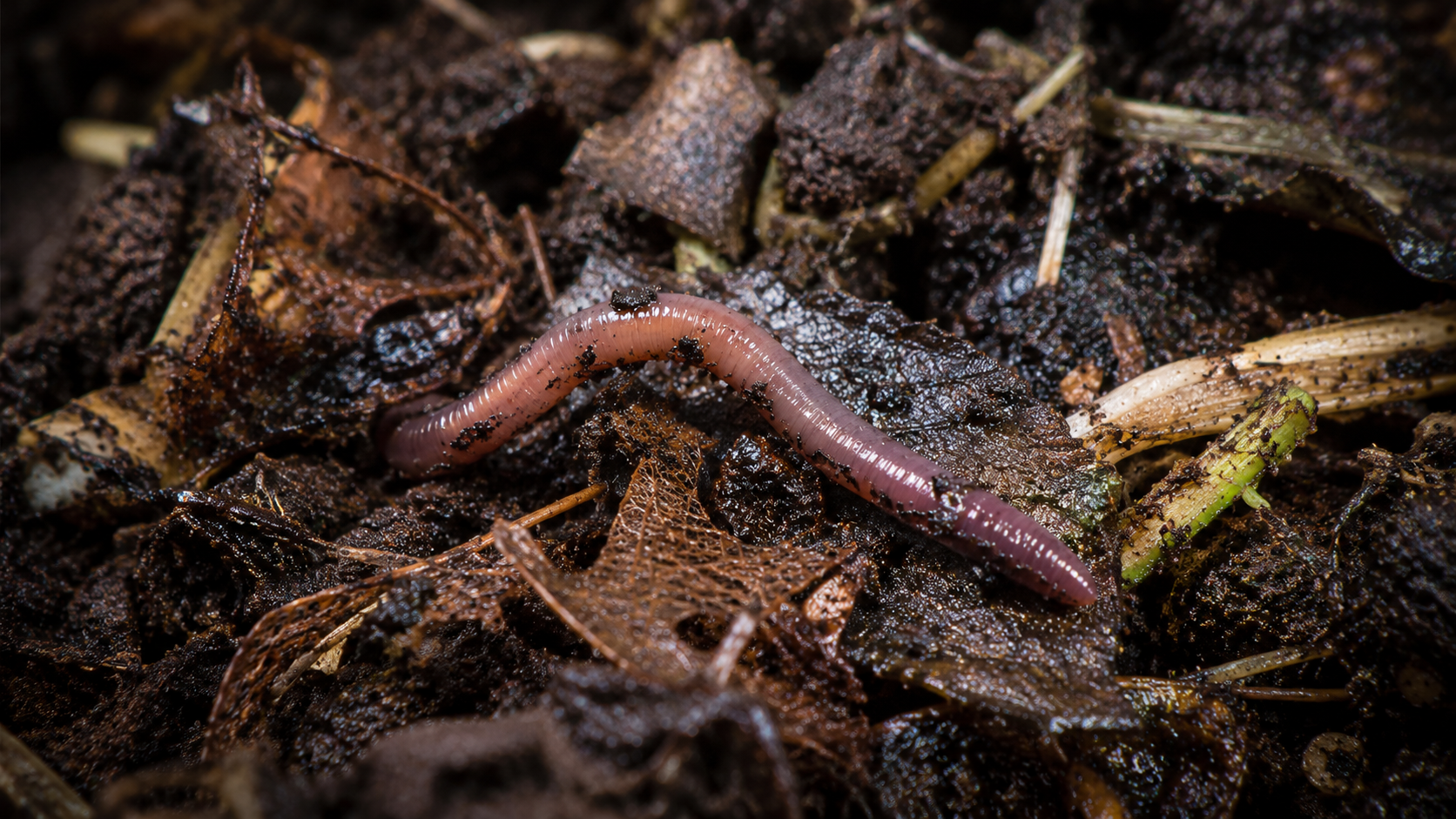 Ver de terre progressant dans un compost sombre parsemé de fragments de feuilles en décomposition