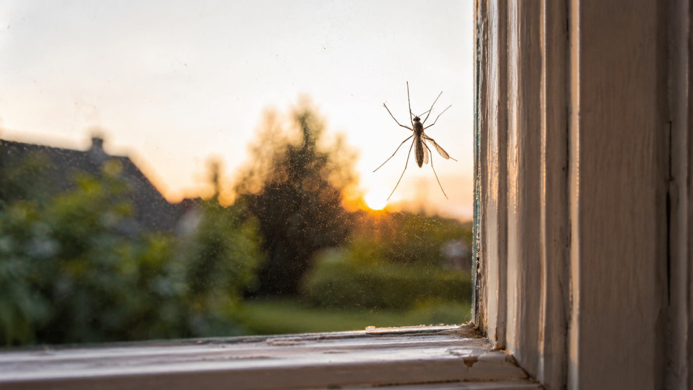 Moustique posé sur la vitre intérieure d’une fenêtre en bois blanc, jardin flou au crépuscule derrière le carreau