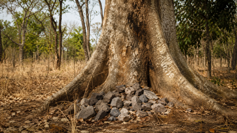 Tronc à contreforts d’un grand arbre de savane boisée ouest-africaine, avec un tas de pierres grises accumulées à son pied et une écorce marquée.