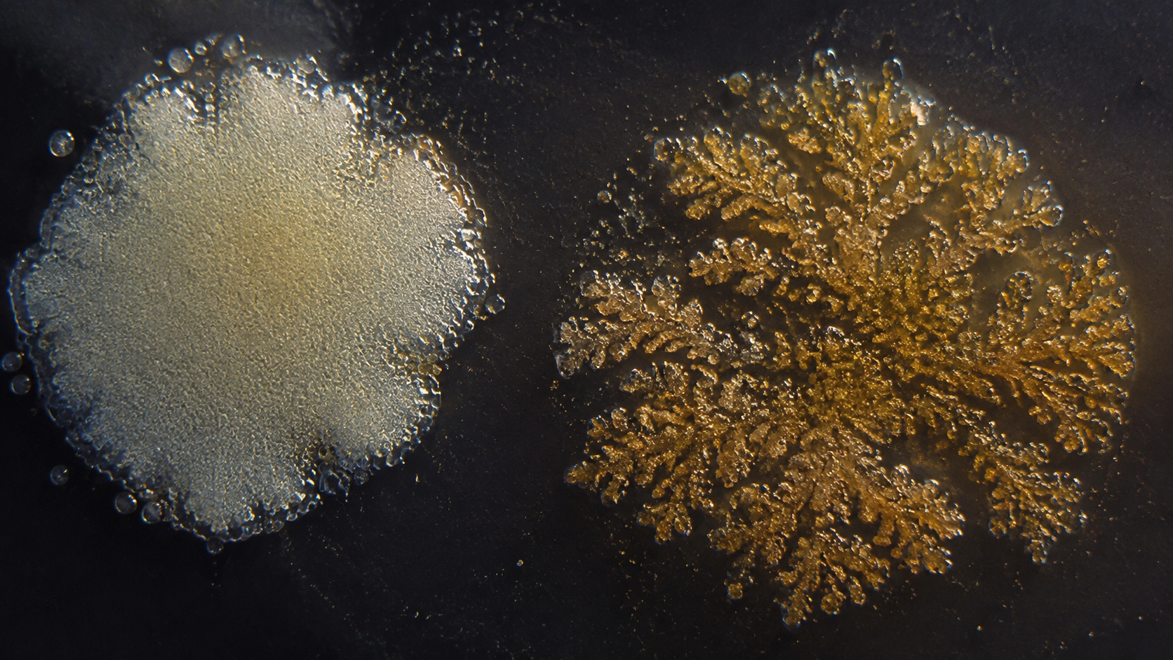 Vue au microscope de deux colonies distinctes de micro-organismes unicellulaires sur un milieu de culture sombre