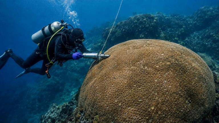 Un plongeur scientifique prélève une carotte dans une colonie de corail de trois mètres, sur un fond rocheux volcanique des Galápagos.