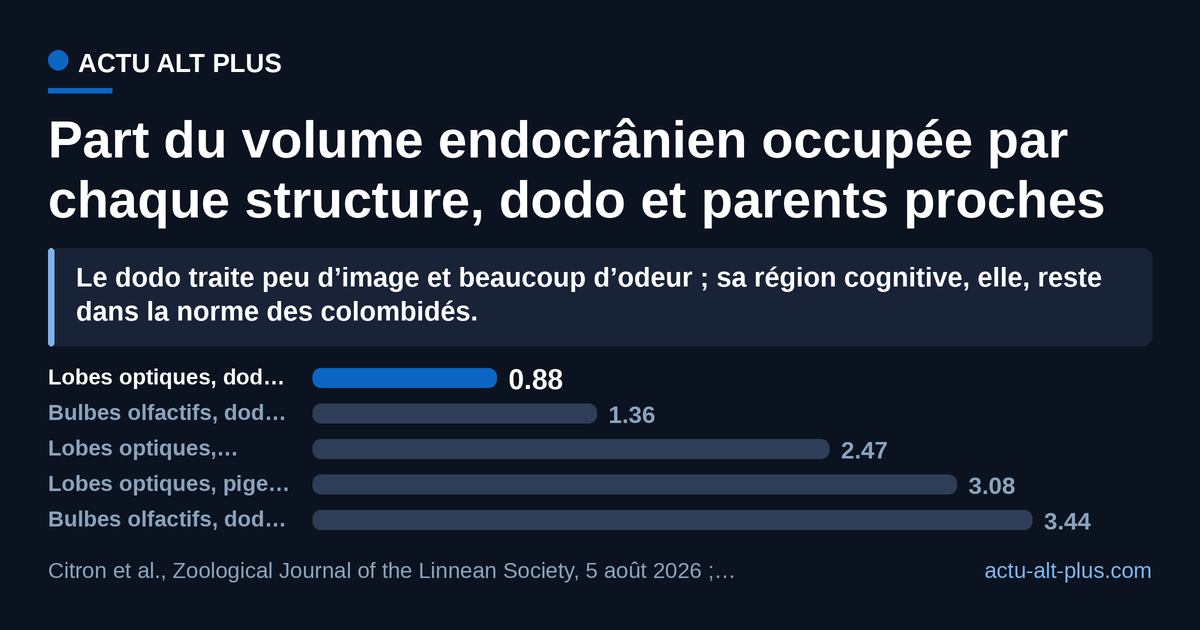 Ramenées au même dénominateur, les mesures montrent un dodo qui consacre à la vision 3,5 fois moins de place qu’un pigeon de Nicobar, et à l’odorat davantage que la plupart des colombidés. Limites : les deux crânes de dodo mesurés ne donnent pas le même bulbe olfactif (3,44 % et 1,36 %), et l’étude n’utilise aucune masse corporelle, ces données manquant à la plupart des spécimens de musée.